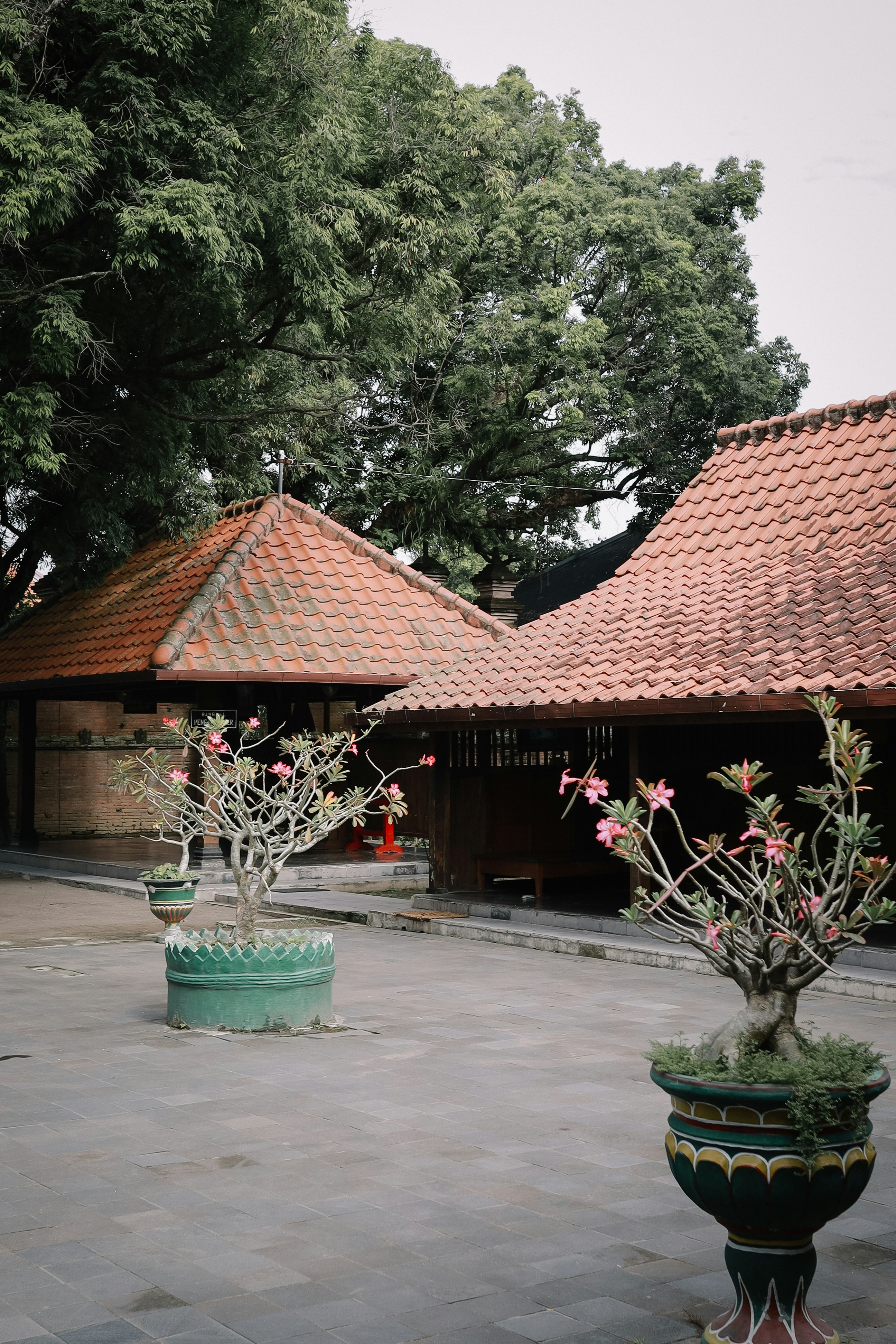 green potted plant near brown roof